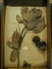 historical herbarium sample